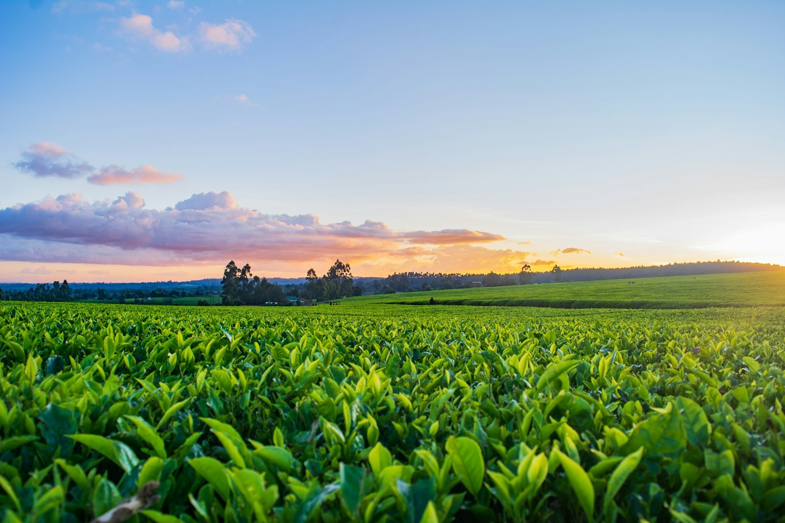Champ agricole verdoyant vu du ciel